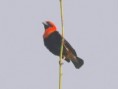 /album/photogallery/black-winged-red-bishop-jpg/